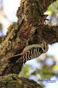 Falvous Brested Woodpecker