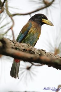 Great Barbet