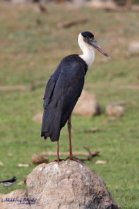 Wooly Necked Stork