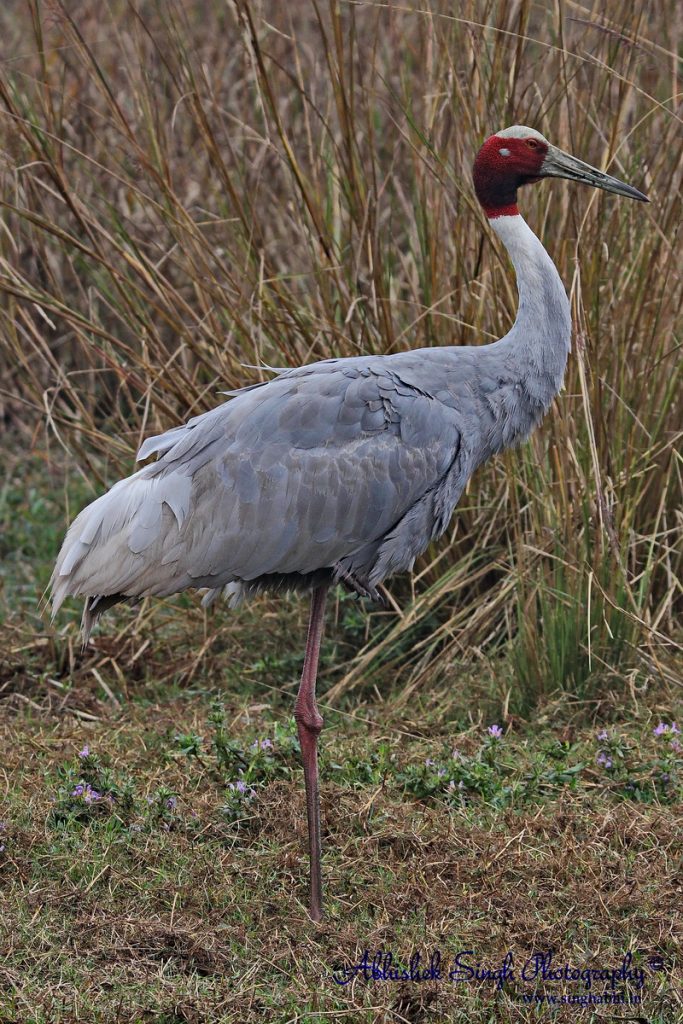 Cranes | Birds of India