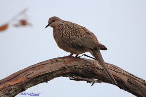 Spotted Dove_9958
