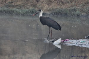 Wooly necked Stork