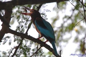 White throated Kingfisher - Beetle catch