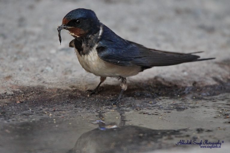 Barn Swallow_3714