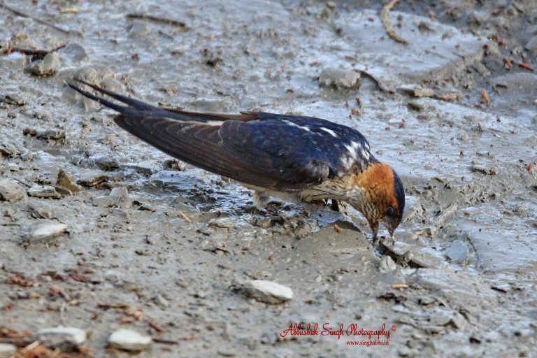 Red Rumped Swallow_5855