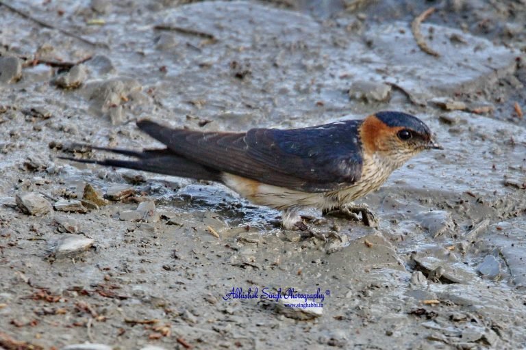 Red Rumped Swallow_5856
