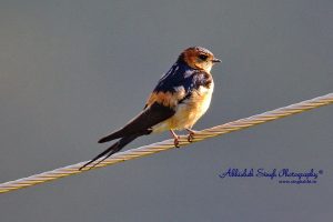 Red_Rumped_Swallow_5608