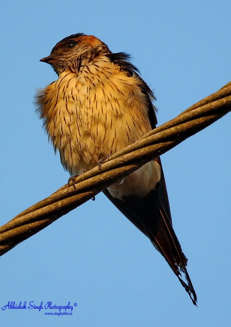 Streak throated Swallow_9338