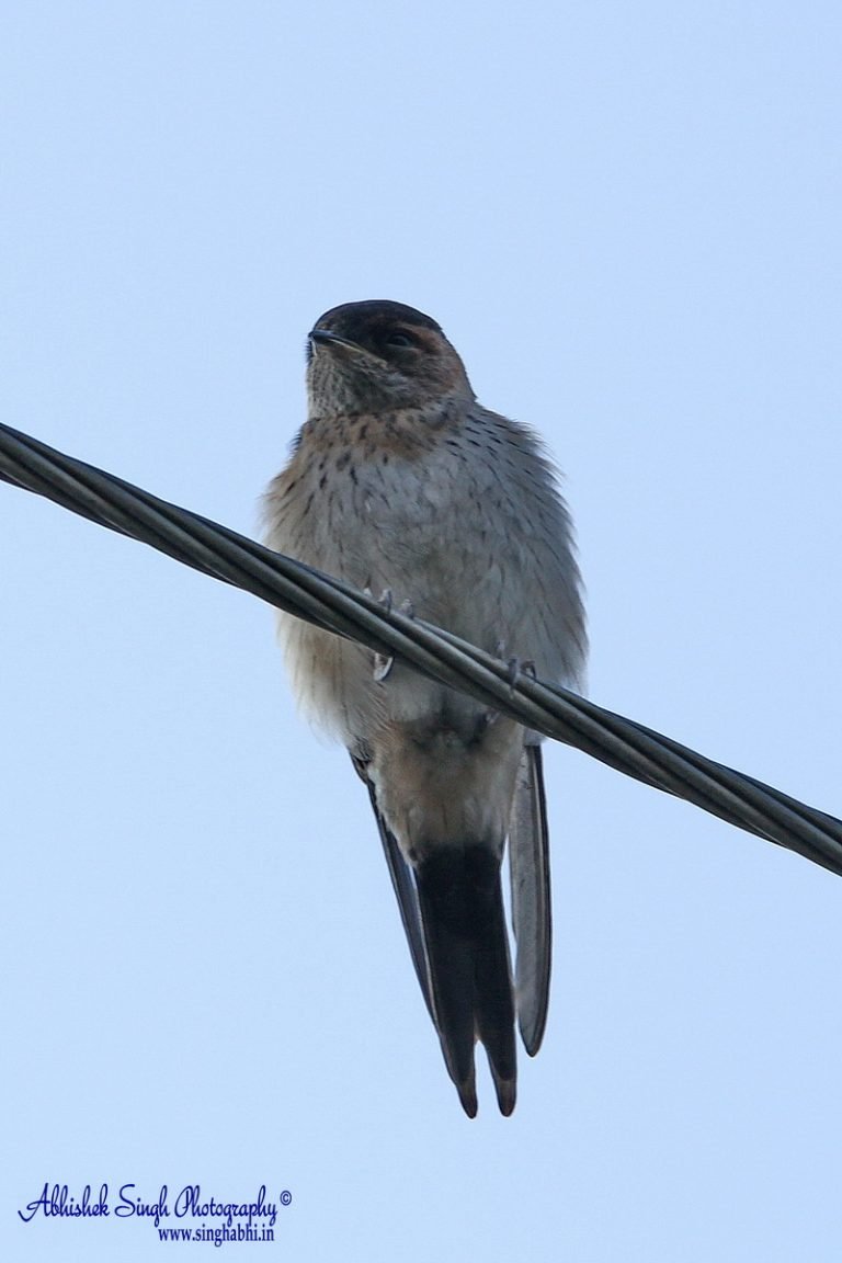 Swallow_5007