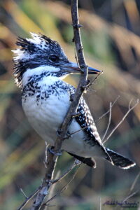 Crested Kingfisher