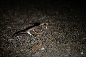 Indian Nightjar